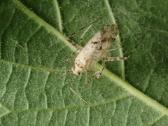 Phytocoris longipennis