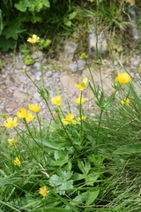 Ranunculus montanus