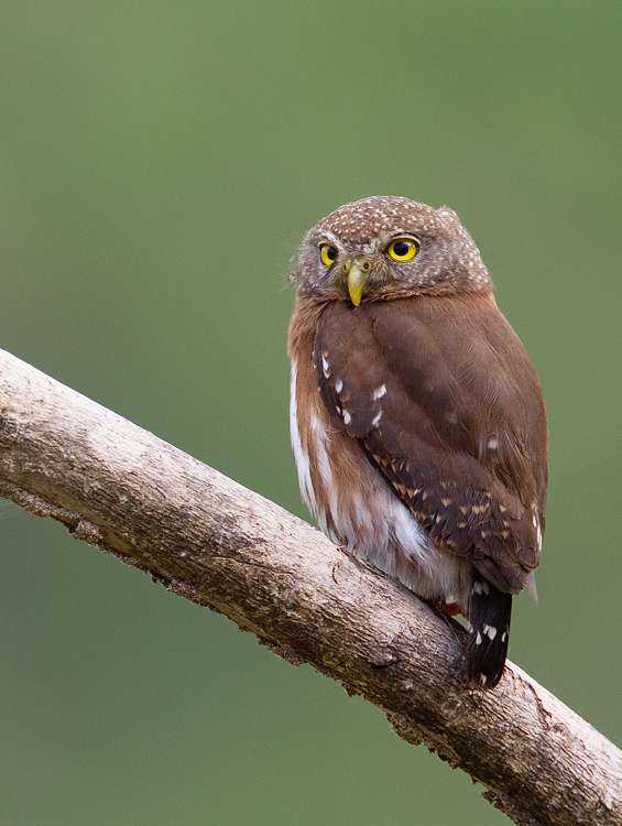 Central American Pygmy-Owl (Glaucidium griseiceps) photo