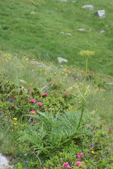 Molopospermum peloponnesiacum