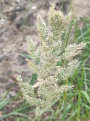 Agrostidinae
