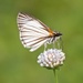 Veined White-Skipper - Photo (c) shirdipam, some rights reserved (CC BY-NC), uploaded by shirdipam