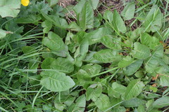 Rumex arifolius