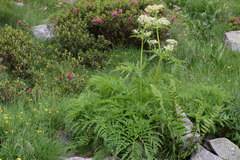 Molopospermum peloponnesiacum
