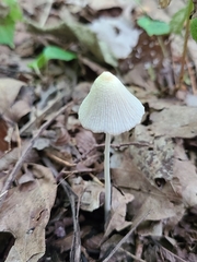 Coprinellus xanthothrix