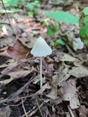 Coprinellus xanthothrix