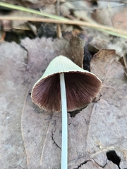 Coprinellus xanthothrix