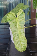 Philodendron atabapoense