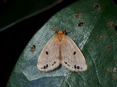 Rhypotoses maculutea