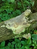 Fomitopsis meliae - Photo (c) Stephen Russell, some rights reserved (CC BY-NC), uploaded by Stephen Russell