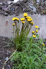 Taraxacum macroceras