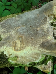 Fomitopsis meliae