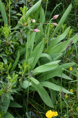 Allium victorialis