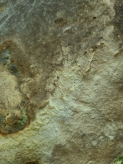 Fomitopsis meliae