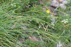 Carex sempervirens