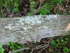 Fomitopsis meliae