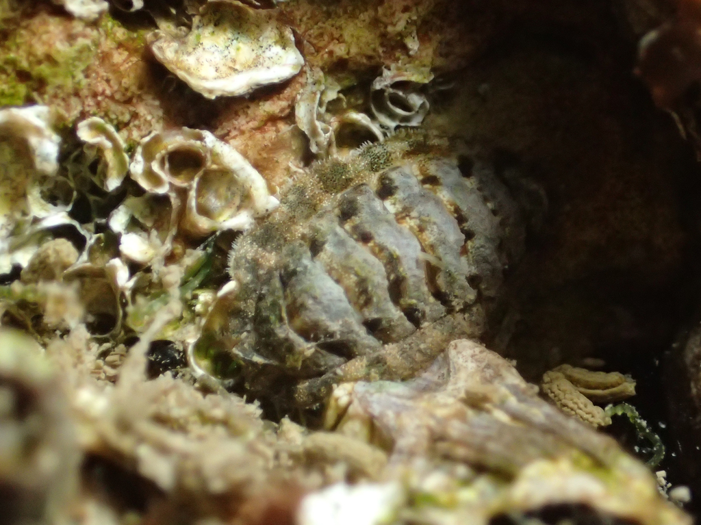 Lepidochitona caprearum