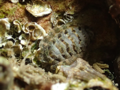 Lepidochitona caprearum