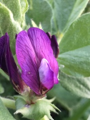Vicia narbonensis