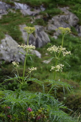 Molopospermum peloponnesiacum