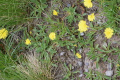 Pilosella lactucella