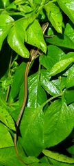 Takydromus kuehnei