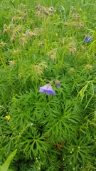 Geranium transbaicalicum