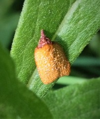 Sparganothis distincta