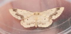 Idaea trigeminata