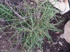 Aspalathus hispida hispida