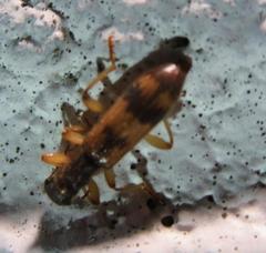 Cymatodera undulata