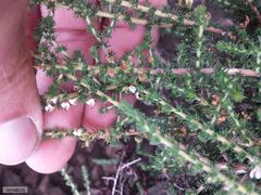 Aspalathus hispida hispida