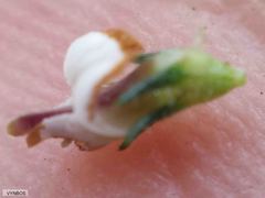 Aspalathus hispida hispida