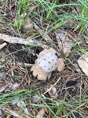 Myriostoma