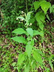 Crepidiastrum denticulatum