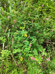 Indigofera bungeana
