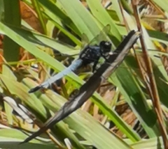 Orthetrum triangulare