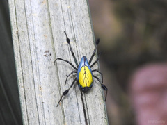 Leucauge sarawakensis