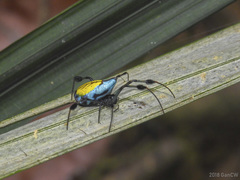 Leucauge sarawakensis