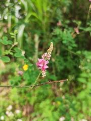Indigofera bungeana