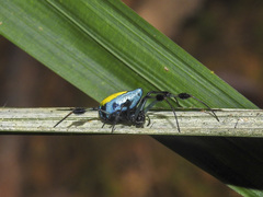 Leucauge sarawakensis