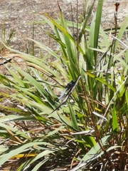 Orthetrum triangulare