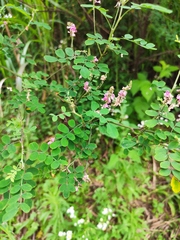 Indigofera bungeana