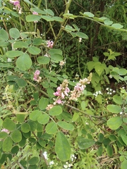 Indigofera bungeana