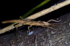 Heteropteryx dilatata