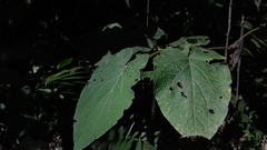 Piper auritum