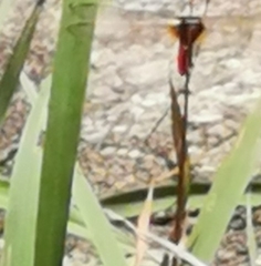 Orthetrum chrysis