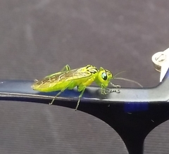 Rhogogaster chlorosoma