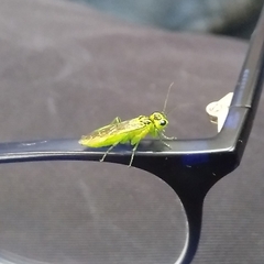 Rhogogaster chlorosoma