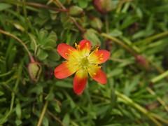Calandrinia caespitosa